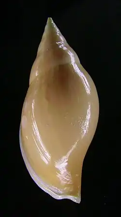 Раковина Provocator mirabilis