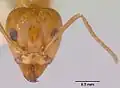 Iridomyrmex exilior