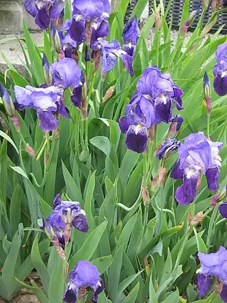 Iris germanica