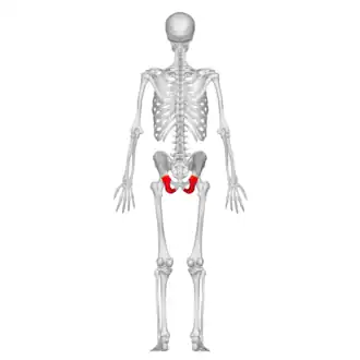 Седалищные кости в скелете человека, вид со спины