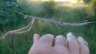 Богомол Ischnomantis fatiloqua