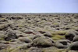 Мхи на лавовых полях