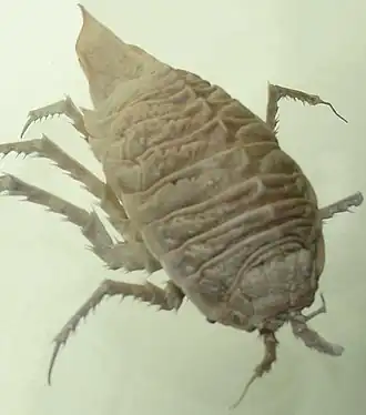 Glyptonotus antarcticus