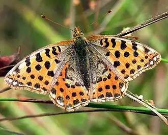 Перламутровка полевая (Issoria lathonia)