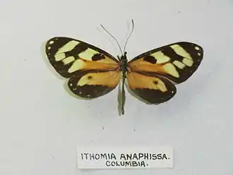 Ithomia anaphissa
