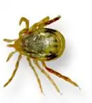 Самка Ixodes holocyclus сверху