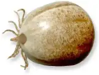 Окончание питания