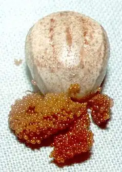 Самка и яйца