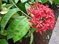 Ixora chinensis