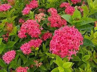Цветки Ixora coccinea