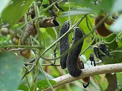 Созревшие бобы.