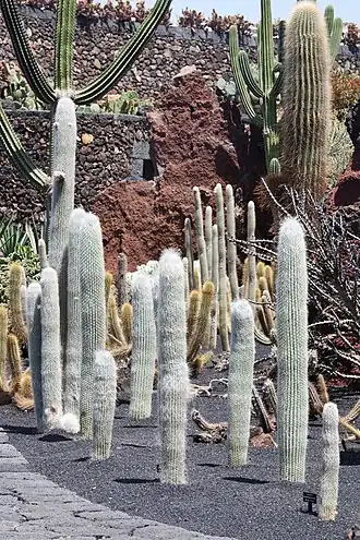 Типовой вид Cephalocereus senilis