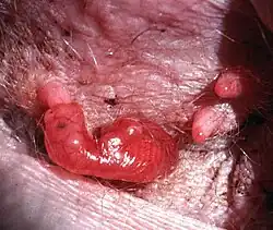 Сумка кенгуру