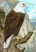 Белоголовый орлан из Naturgeschichte der Vögel Mitteleuropas