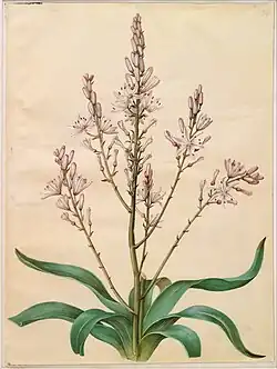 Асфоделус ветвистый; Ганс Симон Хольцбекер; гуашь на пергаменте; 1649–1659 гг.; Государственный музей искусств (Копенгаген, Дания)