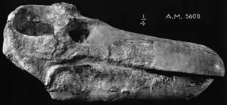 Череп Jonkeria ingens