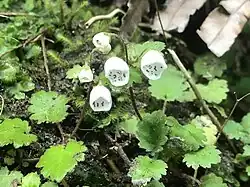 Jovellana repens
