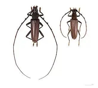 Самец (слева) и самка (справа)