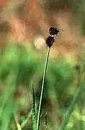Juncus ensifolius