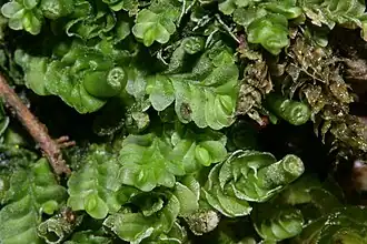 Jungermannia leiantha