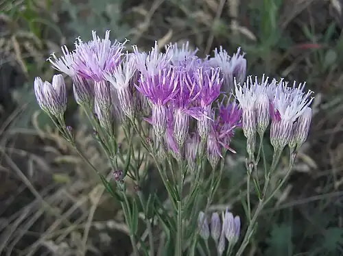Соссюрея солончаковая (Saussurea salsa). Окрестности Саратова