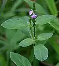 Justicia procumbens var. simplex около леса Талакона, округ Читтур Андхра-Прадеш, Индия.