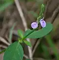 Justicia procumbens var. simplex около леса Талакона, округ Читтур Андхра-Прадеш, Индия.