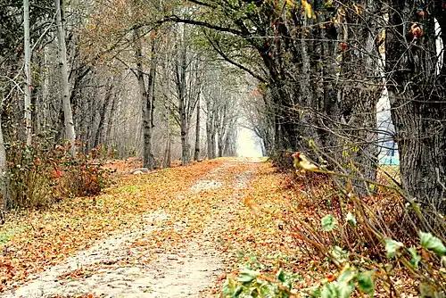 Аллея ж/д станции Кадрина