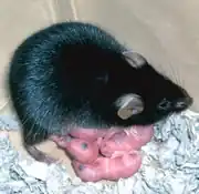 Мышь Кагуя со своими отпрысками