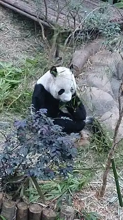 Большая Панда Каи Каи, одна из главных достопримечательностей