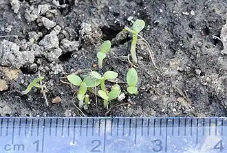 Только что появившиеся всходы Kalimeris indica ранней весной