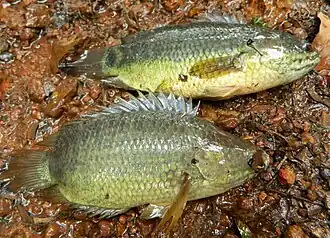 Ползуны Anabas sp. на суше