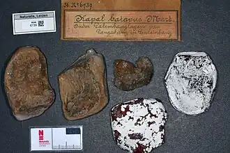 Окаменелости