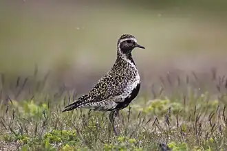 Золотистая ржанка (Pluvialis apricaria)
