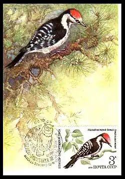 Картмаксимум «Малый пёстрый дятел», СССР, 1979 (ЦФА [АО «Марка»] № 5002). Гашение первого дня: «Птицы — защитники леса», Москва, Почтамт, 18.09.1979
