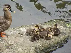 Послеобеденный сон утят, мать наблюдает