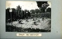 Публичные опыты со свеклой