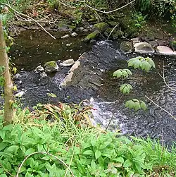 Плотина на ручье Стивенстон-Берн