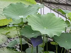 Надводные воздушные листья