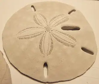 Плоский морской ёж (sand dollar) — эмблема ISEE