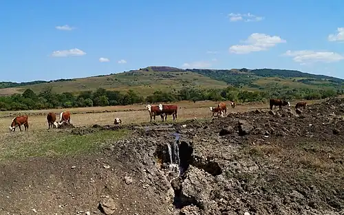Коровы, пасущиеся на территории бывшей немецкой колонии