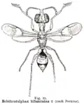 Самка Echthrodelphax bifasciatus