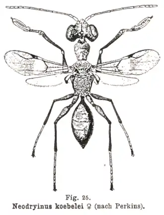 Самка Neodryinus koebelei