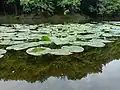 На Ореховатских прудах цветёт водяная лилия