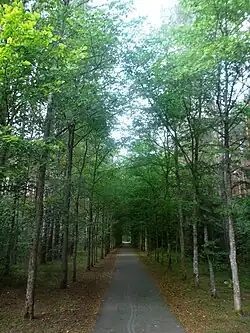 Пешеходная дорожка