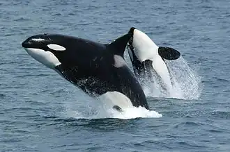 The orca