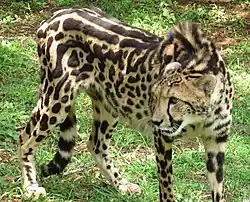 Королевский гепард