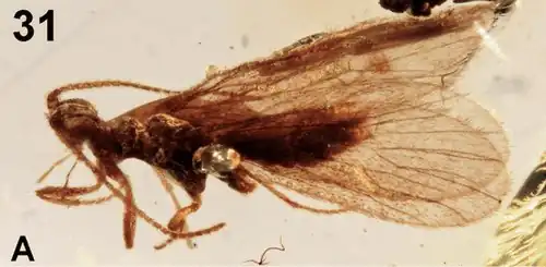 Kinitocelis brevicostata