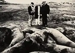 П.Д.Киселёв (справа) на о-вах Кергелен, весна 1972 г.