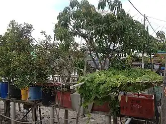 Огород. Манговое дерево, карамбола и горькая тыква